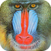 Monkeys HD